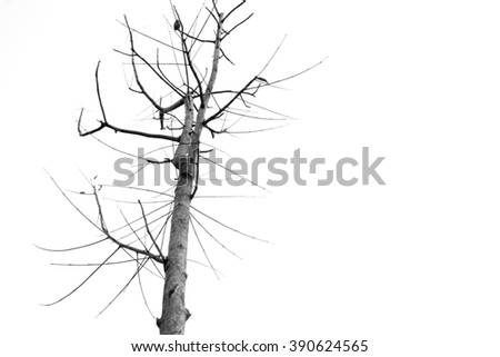 Abstract symbol idea. The sadness of tree, Leaves branch silhouette with black and white style.