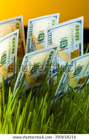 Money growth: dollar bills in green grass. Financial concept.