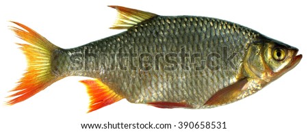 Close-up fresh roach fish  isolated on white background