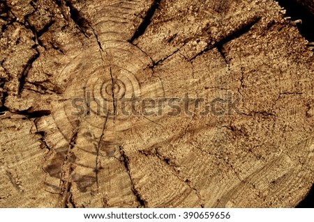
rings in a cut pine