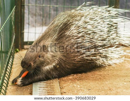 Porcupine with long white needles sitting in a cage