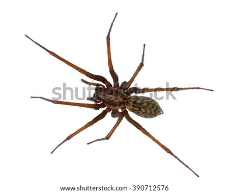 Black hairy house spider (Tegenaria domesticus) on white background Royalty-Free Stock Photo #390712576