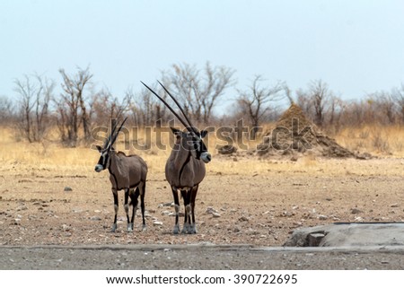 Gemsbok, Oryx gazella, on waterhole, dominant Gemsbok antelope in the park, Etosha, Namibia
