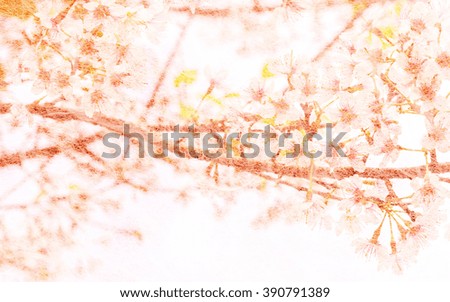 Soft Blurred of sakura flower on mulberry paper for background with pastel vintage retro color tone.
