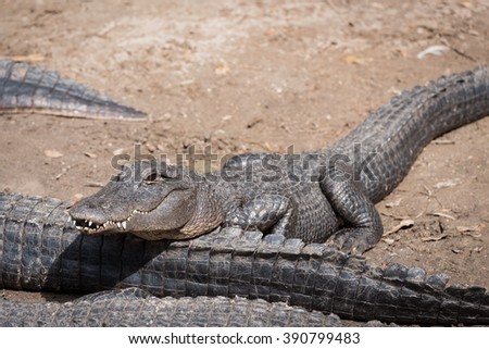 Young alligator with his head resing on tail of a larger alligator