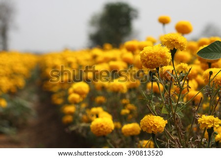 Marigolds flower field.(soft focus)