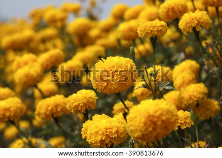 Marigolds flower field.(soft focus)