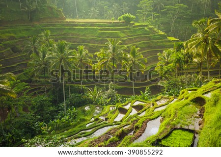Beautiful rice terraces in the morning light near Tegallalang village, Ubud, Bali, Indonesia. Royalty-Free Stock Photo #390855292