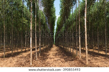 Picture nature rural landscape with eucalyptus Royalty-Free Stock Photo #390855493