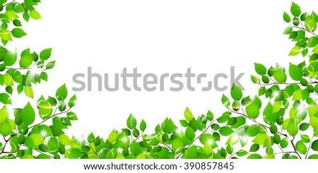 Fresh green leaf tree background