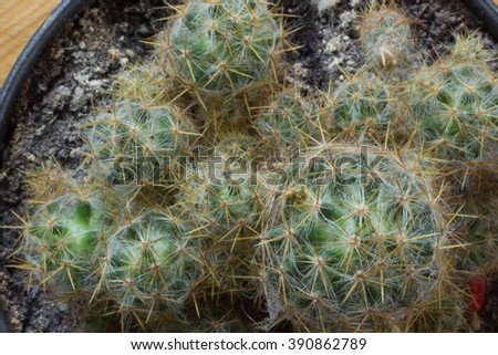 Cactus. Cactus,Cactus thorn,Close up of globe shaped cactus with long thorns-Focus thorns. Cactus view from above. 
