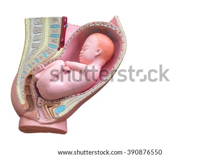 Pregnant woman anatomy and fetus isolaed on white