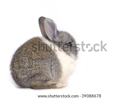 Isolated small baby rabbit