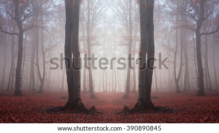 Dark trees in silhouettes in foggy forest