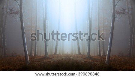 Fantasy symmetry in foggy forest