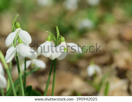 Snowdrops (Galanthus plicatus) first flowers in sunny spring forest 