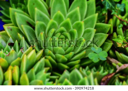 macro picture of cactus plant