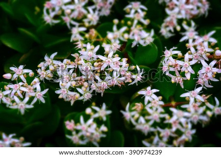 macro picture of garden's flowers