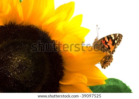Image of a butterfly on a sunflower