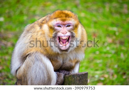 Angry barbary macaque monkey, showing teeth.