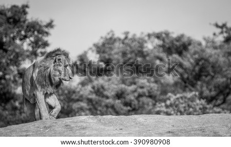 Black and White picture of a Lion on the rocks