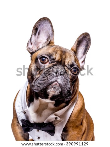 Dog, french bulldog, wearing shirtfront and bow tie, isolated on white background.
