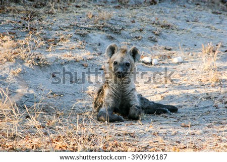 Starring Hyena cub