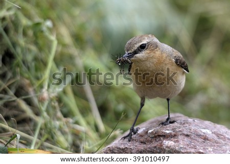 bird Oenanthe with fly