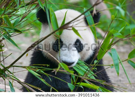 Cute panda bear eating bamboo Royalty-Free Stock Photo #391011436
