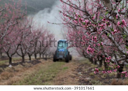Amazing Landscape , Wonderful view of flowering.
Gorgeous peach trees in bloom while farmer sprays insect repellent in colorful backround.
(Purple flowers , Landscape Picture )
