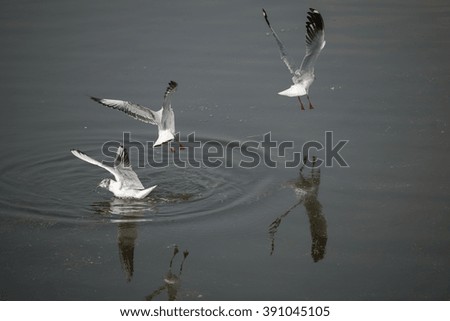 the black-headed gulls flying on the lake surface.