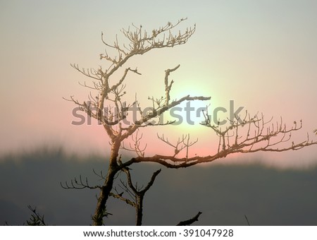 Dry tree lonely in the evening sun background