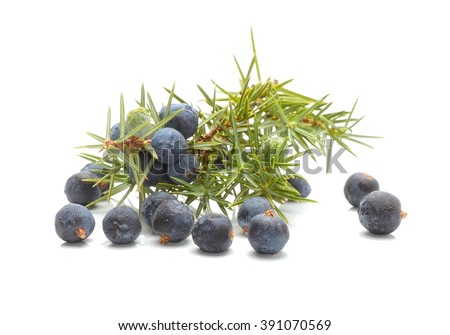 Common Juniper (Juniperus communis) fruits Royalty-Free Stock Photo #391070569