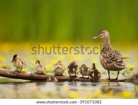 Gadwall duck, Anas strepera. Female with group of chicks standing in row on old trunk in yellow flowering water, against blurred yellow flowers and green reeds in background. Spring in nature.  