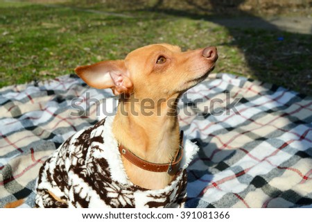 pincher dog in clothes. non-allergic dog Zwergpinscher.dog resting in the park