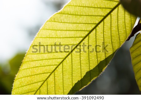 blurry Pisonia grandis leaf 