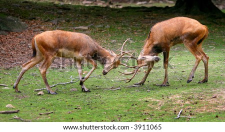 Male Deer fighting  -  Rutting