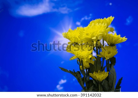Yellow flower with blue sky background