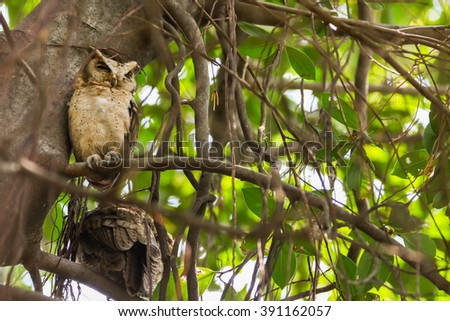 Collared Scops Owl (Otus Lempiji).