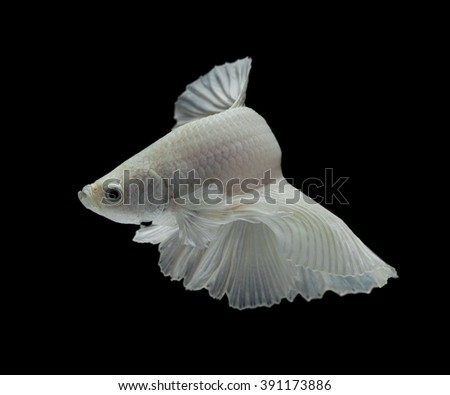 white Fighting fish isolated on a black background.