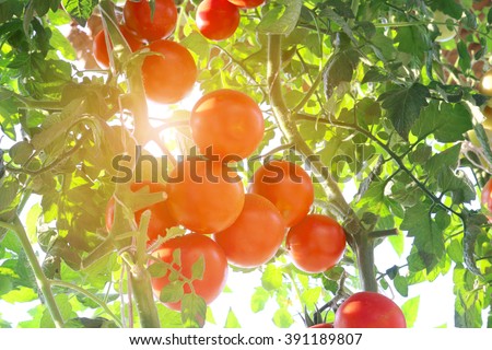 Ripe tomatoes natural Royalty-Free Stock Photo #391189807