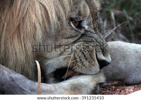 A big male lion gnaws on his leg. South Africa