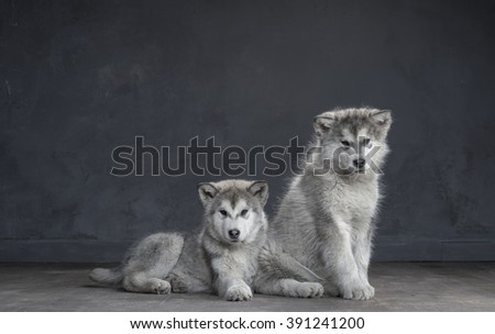 Portrait of four-month old alaskan malamute puppys closeup in studio