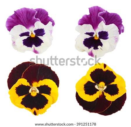 Pansy spring flower kit, set isolated on white background