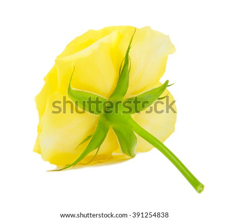 Flower of yellow roses spring isolated on white background