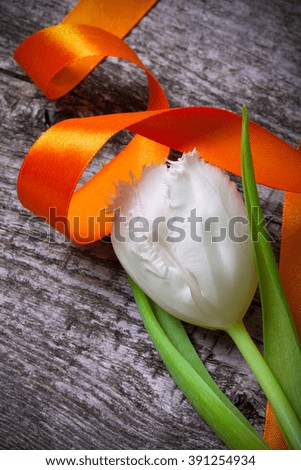 Fresh spring tulip close up with orange ribbon on old gray wooden board for background. Toned.