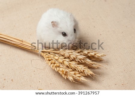hamster eat a seed.