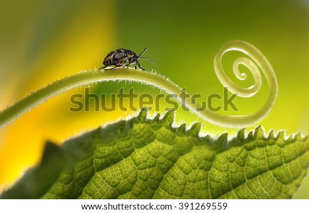 Beautiful insects on a leaf close-up, beautiful glowing background, beautiful light, spiral plant, leaf close-up. Soft dreamy tender artistic image form  for postcard or wallpaper for desktop. Macro Royalty-Free Stock Photo #391269559