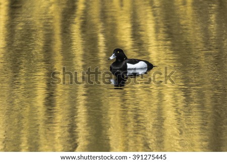 A tufted duck on the water