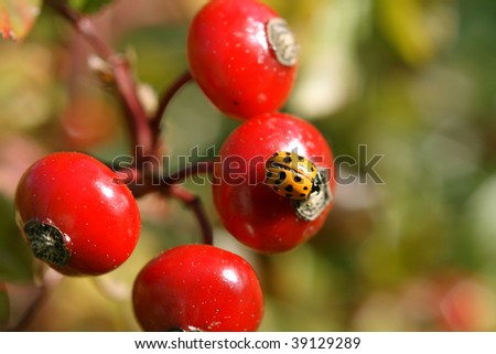 Picture of baneberry with ladybug